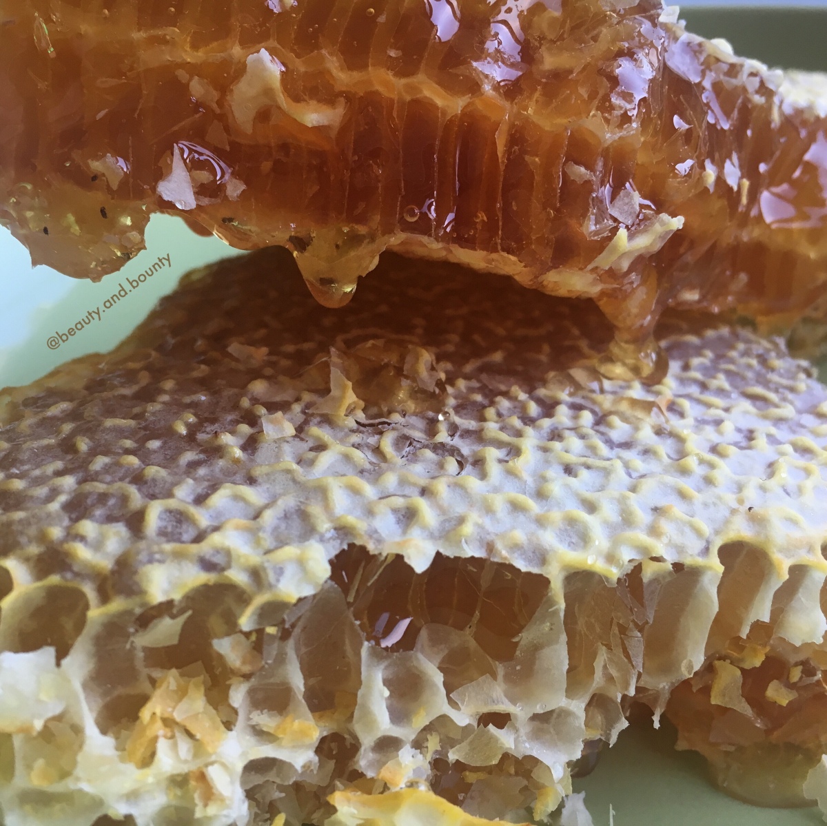 Honey Harvest | Busy Bees